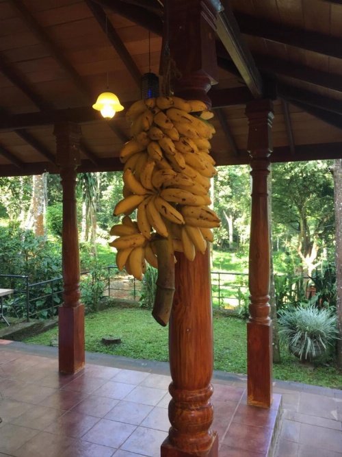 Le leopard d 'argent image 20