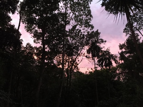 Le leopard d 'argent image 30